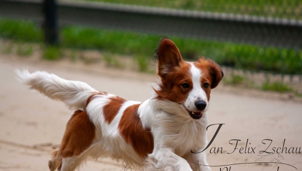 TOP Wetter und tolle Stimmung beim Jederhundrennen am 30.05.2024